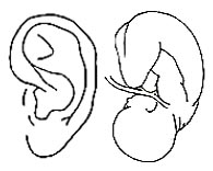 embryo